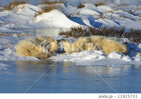 A polar bear group, an adult and two cubs lying on the snow beside water. A polar bear group, an adult and two cubs lying on the snow beside water. 11925731