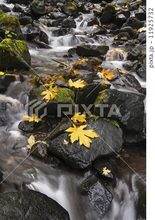 Autumn maple leaves on the smooth rocks at Starvation Creek falls in the Columbia River Gorge. 11925732