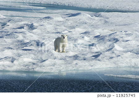 A polar bear walking across the uneven surface of an icefield, looking around with it's head up.  11925745