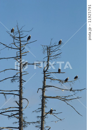 A group of bald eagles, Haliaeetus leucocephalus, roosting in tall pine trees.  11925791