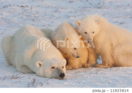 A polar bear family, one adult and two cubs in the wild, on a snowfield at sunset. A polar bear family, one adult and two cubs in the wild, on a snowfield at sunset. 11925814