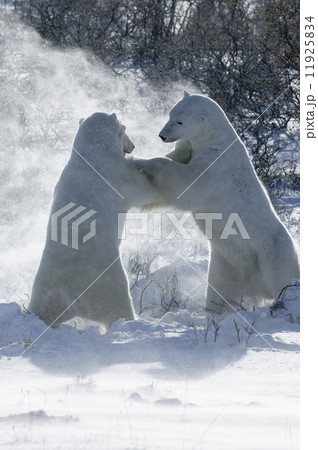 Two polar bears standing upright on their hind legs wrestling each other.  11925834