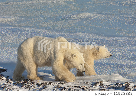 Two polar bears on a snowfield in Manitoba at sunset. 11925835