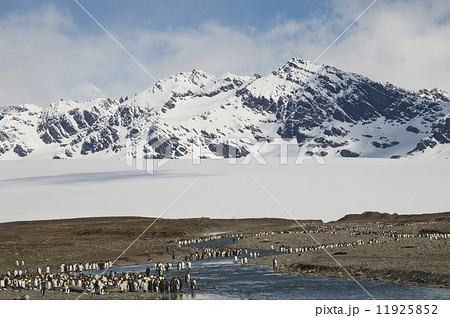 A group of king penguins, Aptenodytes patagonicus on South Georgia Island.  11925852