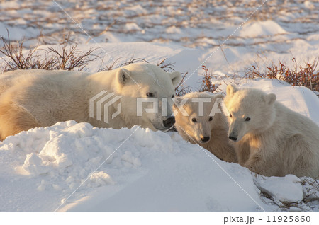 A polar bear group in the wild,an adult and two cubs on a snowfield in Manitoba. 11925860