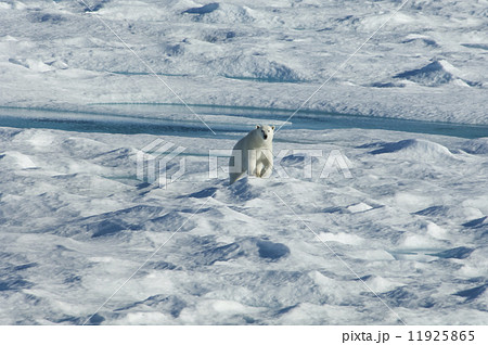 A polar bear walking across the uneven surface of an icefield, looking around with it's head up. A polar bear walking across the uneven surface of an icefield, looking around with it's head up. 11925865