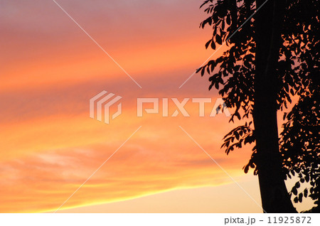 夕日 11925872
