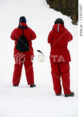 Two people in bright orange waterproofs observing and photographing a chinstrap penguin. Two people in bright orange waterproofs observing and photographing a chinstrap penguin. 11925897