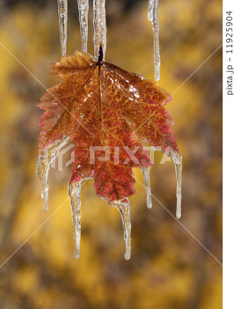 A red brown maple leaf, in autumn. Icicles hanging off the tips. 11925904