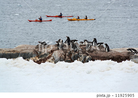 Three sea kayaks on the water off the shore of an Antarctic island. A flock of Gentoo penguins on the shore. 11925905