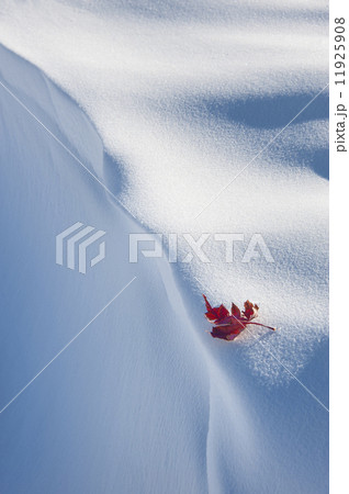 A red autumnal coloured maple leaf against snow. 11925908