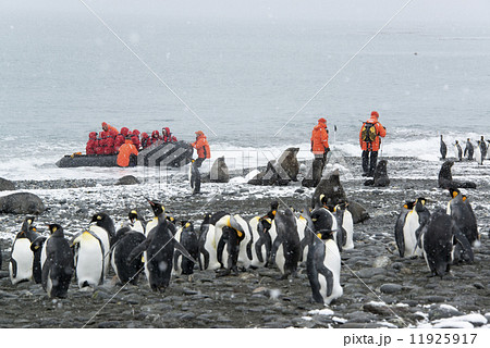 Travellers in bright orange waterproofs observing a group of king penguins and a fur seal on South Georgia Island. Travellers in bright orange waterproofs observing a group of king penguins and a fur seal on South Georgia Island. 11925917