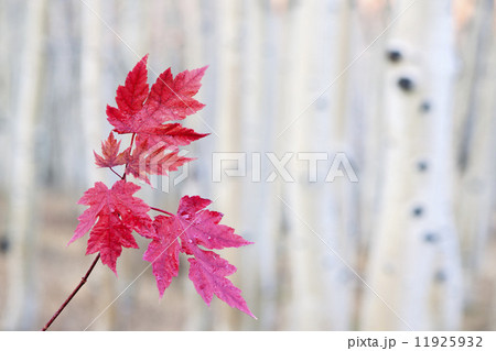Red maple leaves on a stem, against a pale background. Autumn. Red maple leaves on a stem, against a pale background. Autumn. 11925932