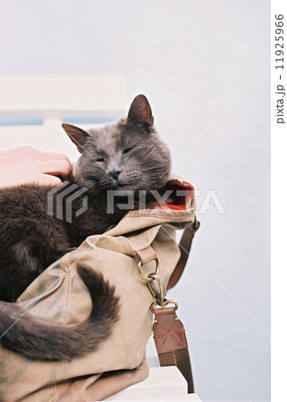 A small grey cat sitting in a handbag. 11925966