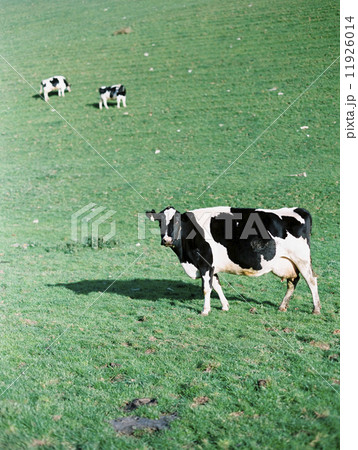 Three cows in a field, one with its head lifted looking around. 11926014