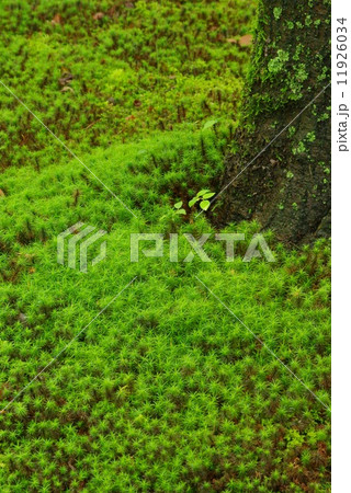 緑の苔庭 11926034