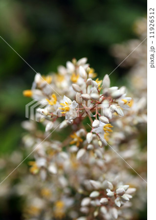 ナンテンの花 11926512