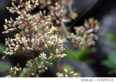 ナンテンの花 11926513