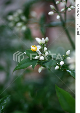 ナンテンの花 11926519