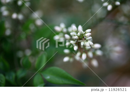 ナンテンの花 11926521