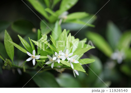 タチバナの花 11926540