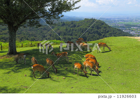 若草山の鹿 若草山の鹿 11926603