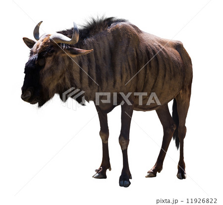 Blue wildebeest 11926822