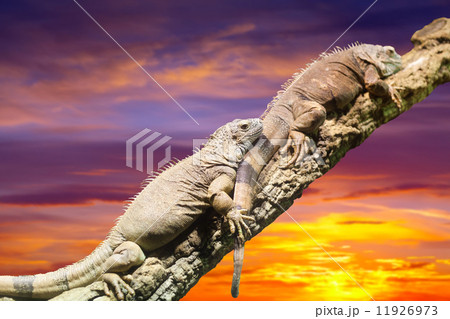 lizards in sunset lizards in sunset 11926973