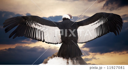 Andean condor Andean condor 11927081