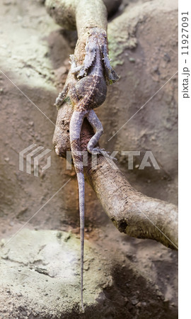 Central Bearded Dragon 11927091