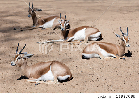 Few sitting gazelles on sand Few sitting gazelles on sand 11927099