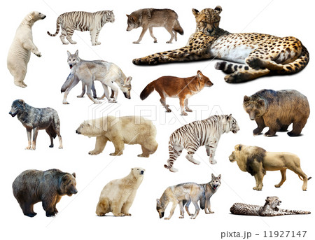 Cheetah and other predators. Isolated over white 11927147
