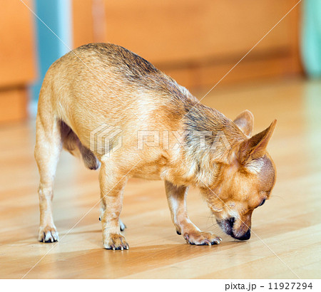 Russkiy Toy nuzzling on parquet floor 11927294