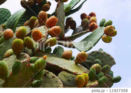 opuntia ficus-indica (prickly pear) plant 11927308