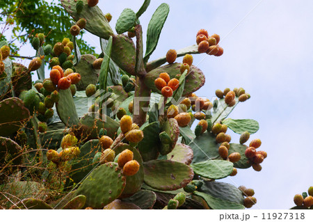 plant of opuntia ficus-indica 11927318