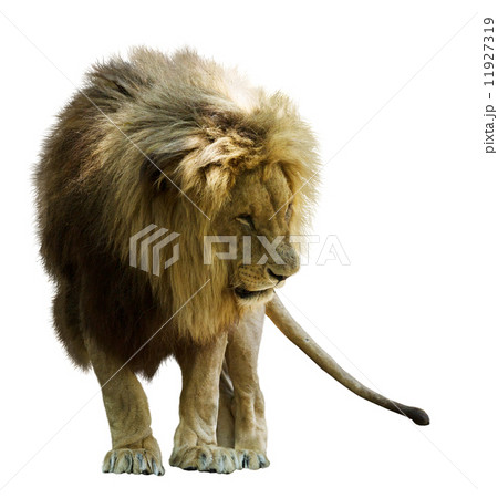 Standing lion 11927319