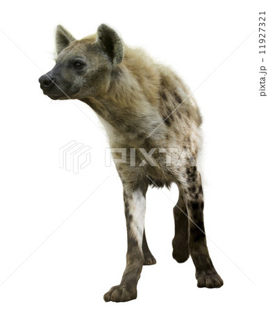 Spotted hyena Spotted hyena 11927321