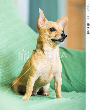 Russian Toy Terrier Russian Toy Terrier 11927359