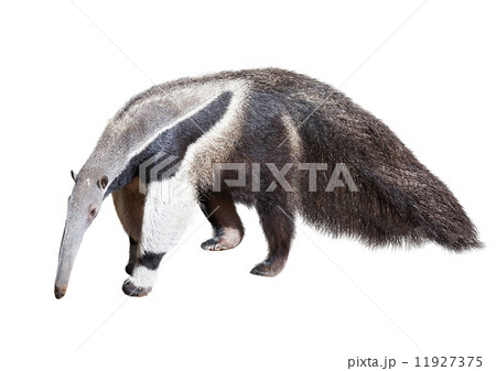 Giant anteater 11927375