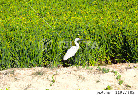 rice at field 11927385