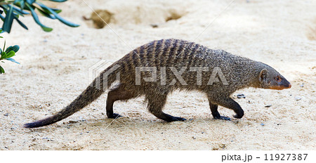 Banded mongoose 11927387