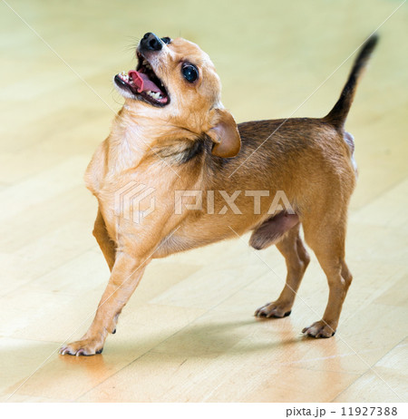 Moscow Toy Terrier barking on   floor 11927388