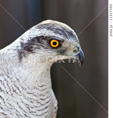 adult Hawk goshawk 11927480