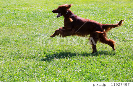 Irish Setter running on grass at park 11927497