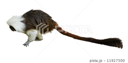 Cotton-top tamarin 11927500