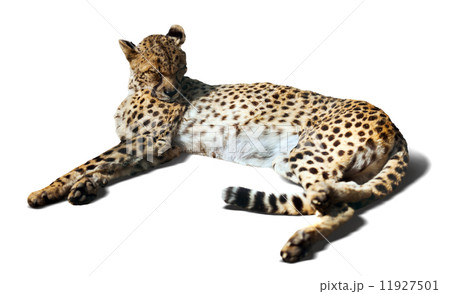 laying Cheetah 11927501