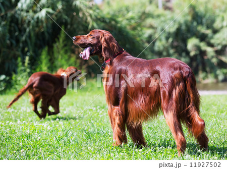Red Irish Setters  at park 11927502