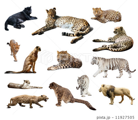 Set of Cheetah and other  wildcats. Isolated over white 11927505