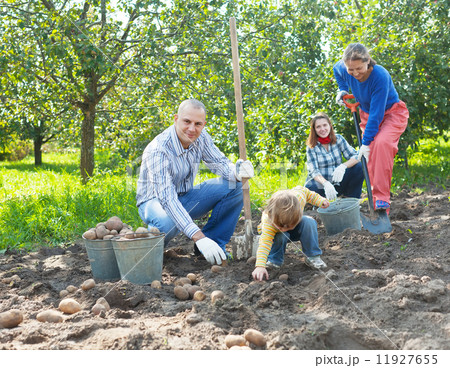 family harvesting potatoes in garden family harvesting potatoes in garden 11927655