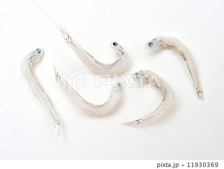 国産浜名湖産のちりめん煮干し（釜揚げしらす・じゃこ）。注意）背景の白バックに「ホコリ・キズ・汚れ・レタッチ痕」が残る場合があります。ご了承の上ご購入ください。 11930369